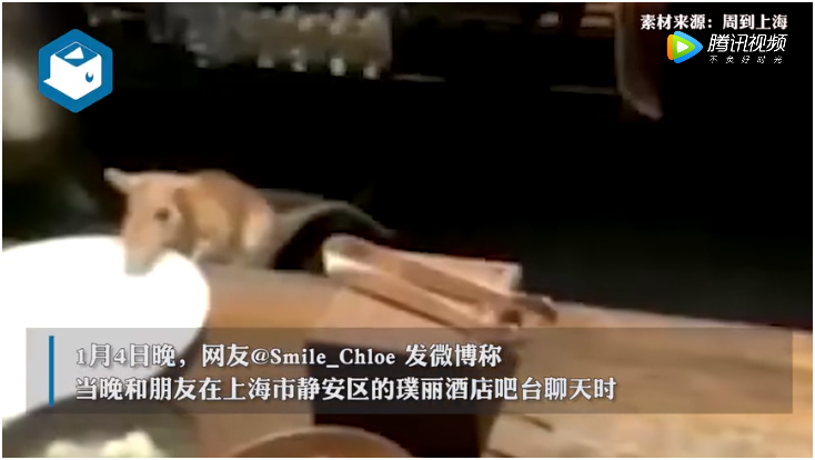 上海五星级璞丽酒店老鼠爬上餐桌：食客惊慌尖叫，酒店事后致歉